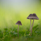 Mushrooms